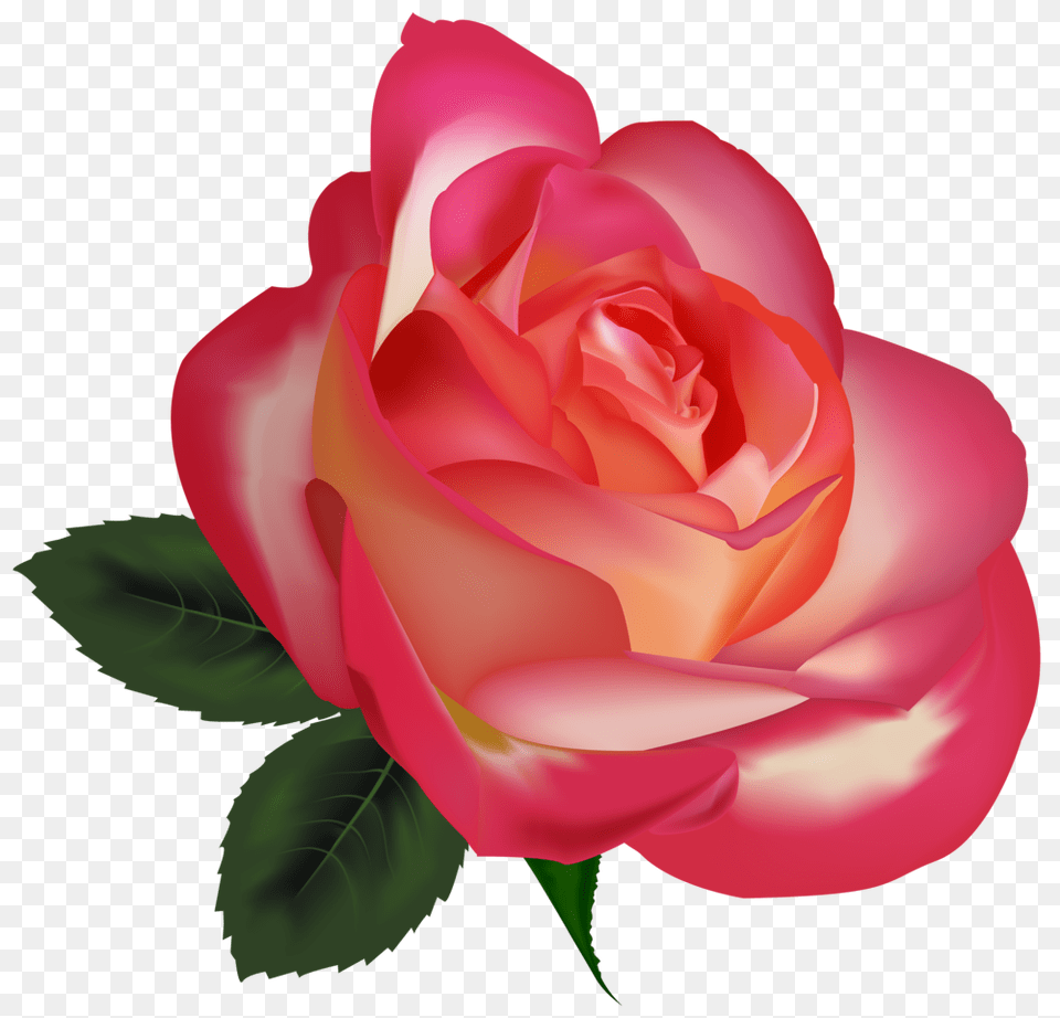 Beautiful Rose Clipartimage, Flower, Plant, Petal Png