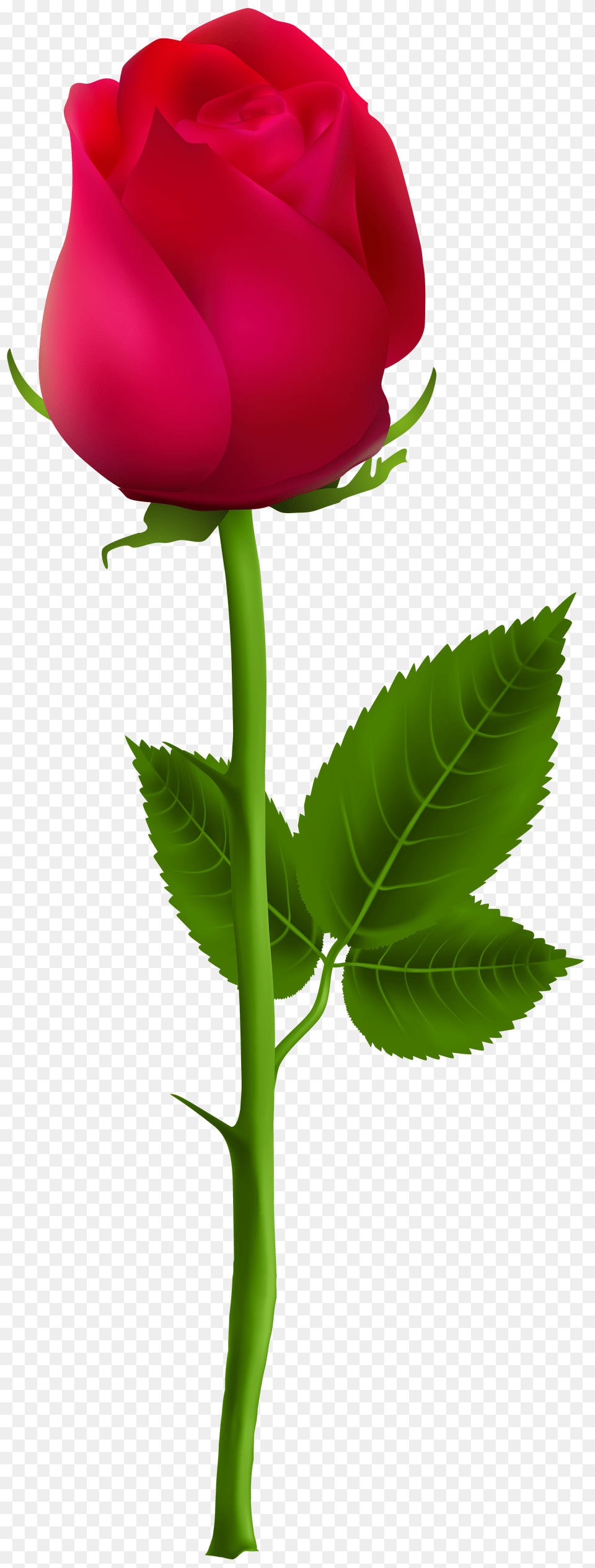 Beautiful Rose Flowers Read Rose Beautiful Rose Single Flower, Plant Png