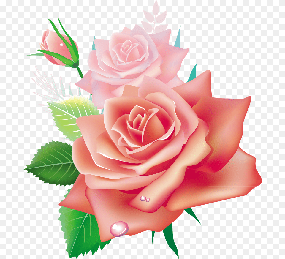 Beautiful Roses Flowers, Flower, Plant, Rose, Flower Arrangement Free Png