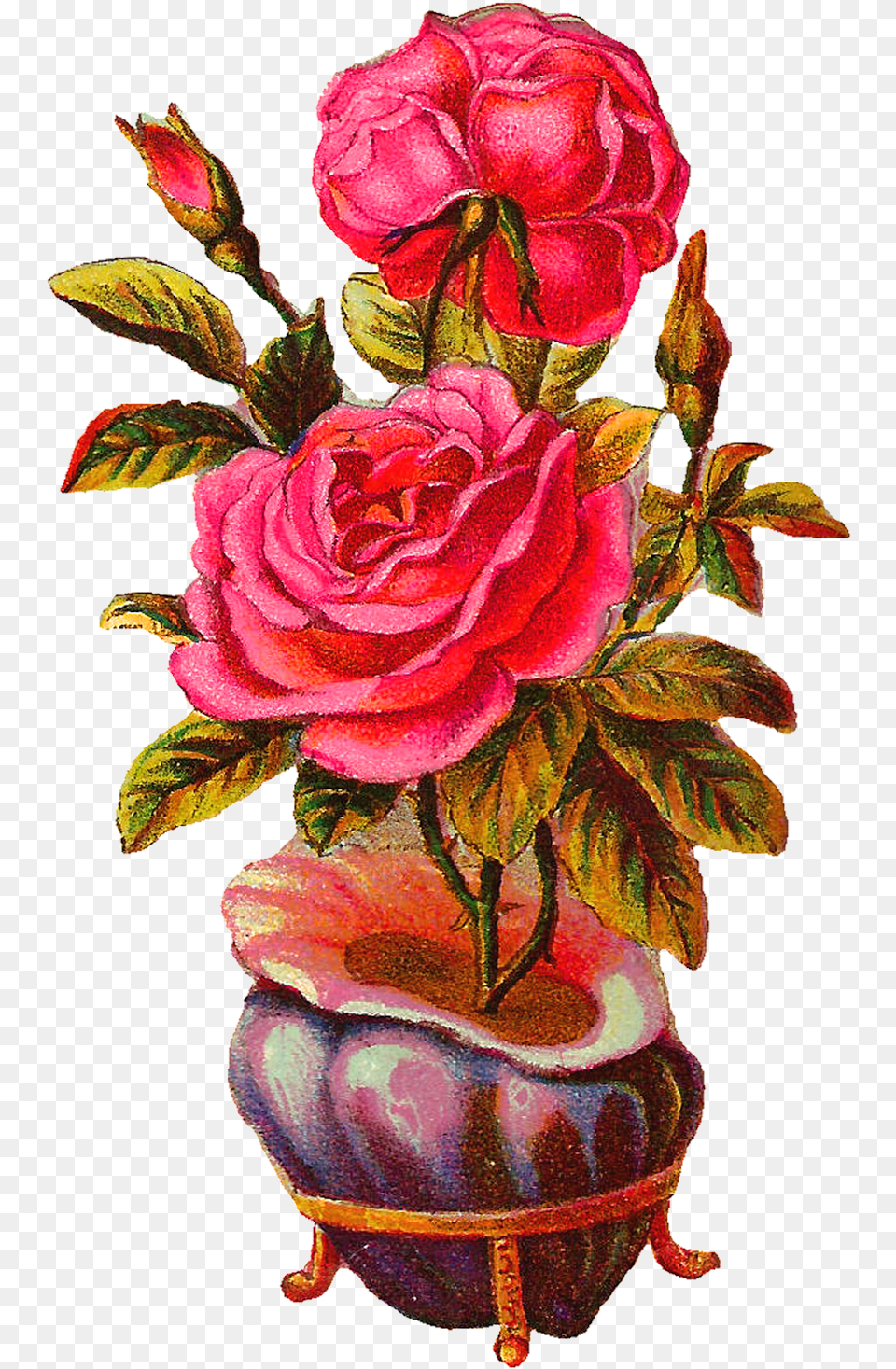 Beautiful Roses Photo Download, Rose, Plant, Flower, Flower Arrangement Png Image