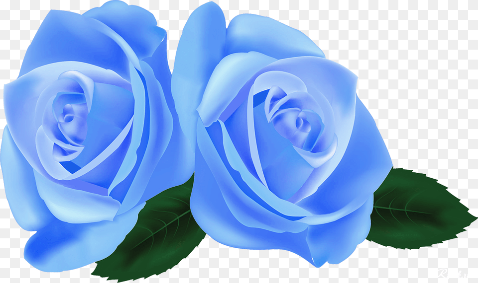 Beautiful Roses Vectors, Flower, Plant, Rose Free Png