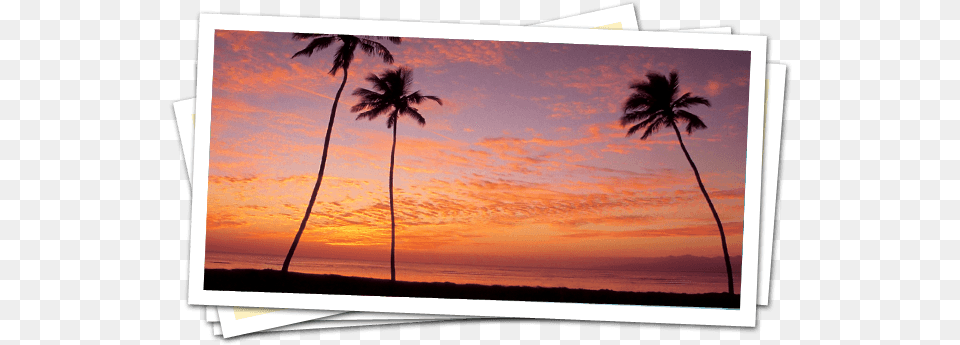 Beautiful Scene Sunset, Tropical, Tree, Summer, Sky Png Image
