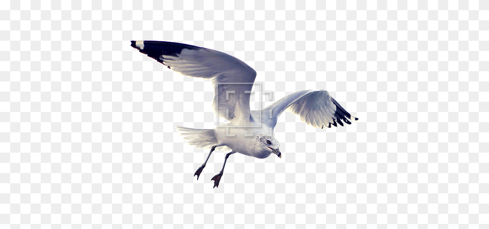 Beautiful Seagull, Animal, Bird, Flying, Waterfowl Png