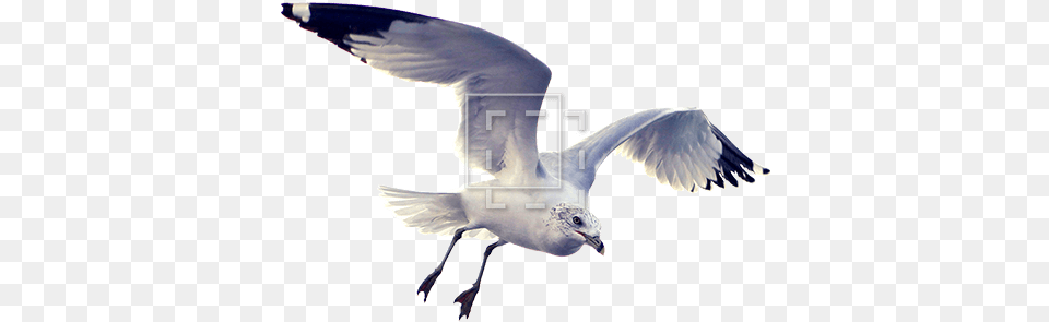 Beautiful Seagull Immediate Entourage Cutout Of Animals Architecture, Animal, Bird, Flying, Waterfowl Png