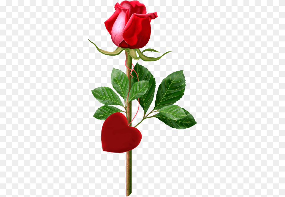 Beautiful Single Rose Red Single Rose Image With Good Morning, Flower, Plant Free Png Download