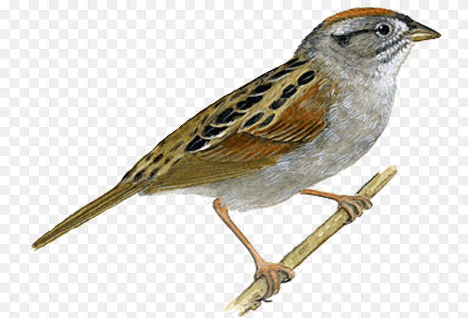 Beautiful Sparrow Sparrow, Animal, Anthus, Bird, Blade Free Transparent Png
