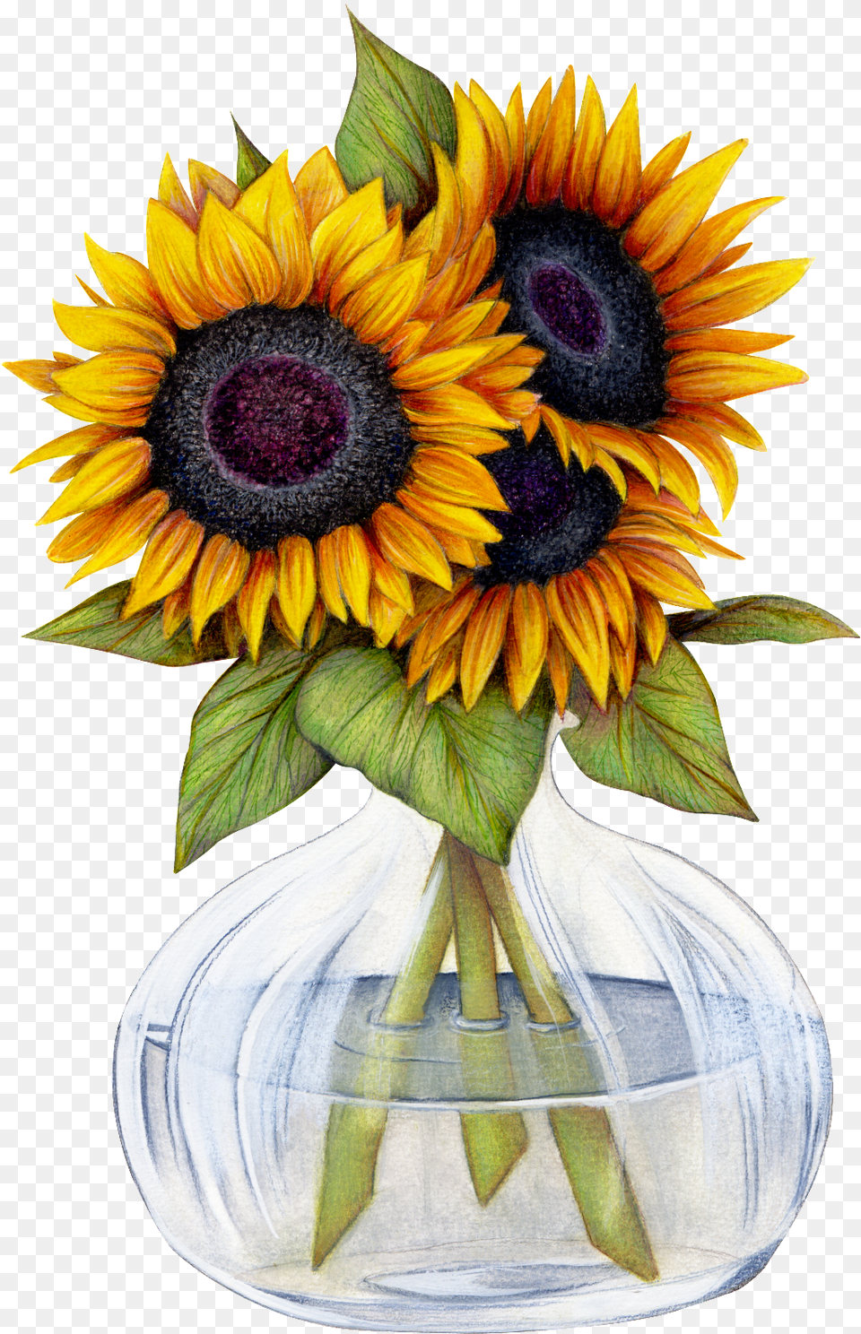 Beautiful Sunflower Flower Transparent Want Sunflowers Pics Clip Art, Flower Arrangement, Plant, Flower Bouquet, Jar Png Image