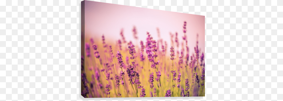 Beautiful Sunset Lavender Flowers Canvas Print Canvas Print, Flower, Plant, Purple Free Transparent Png