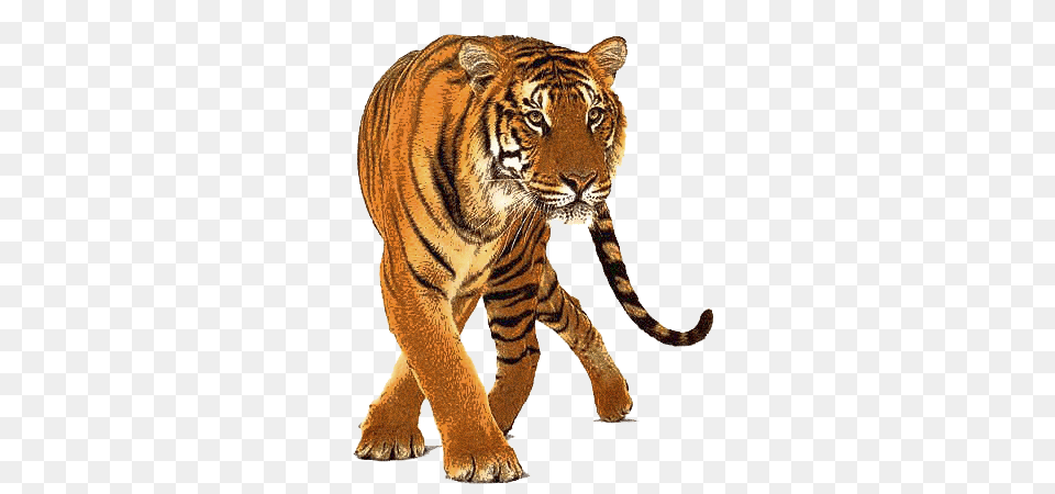 Beautiful Tiger Front, Animal, Mammal, Wildlife Free Transparent Png