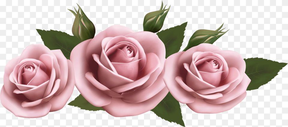 Beautiful Pink Roses Background Pink Rose, Flower, Plant Free Transparent Png