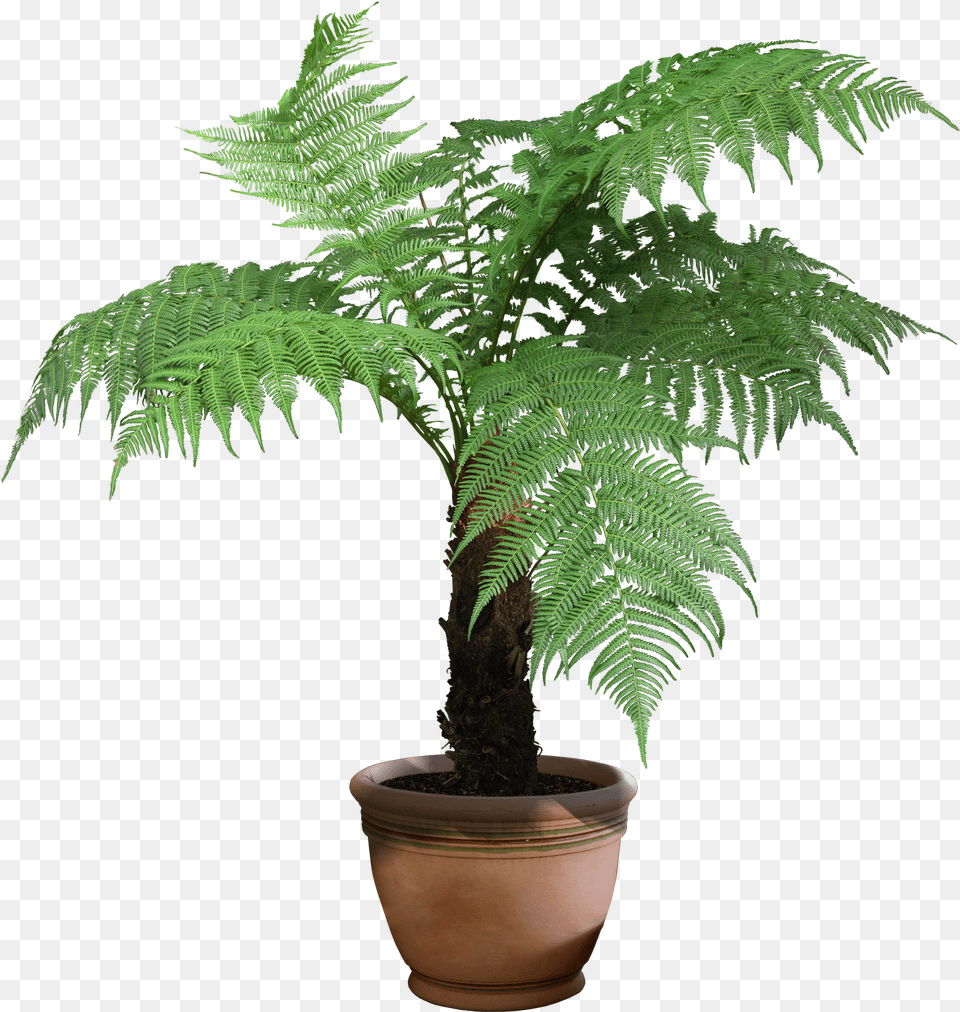 Beautiful Transparent Plants Trees Cyathea Cooperi, Fern, Plant, Tree Free Png Download