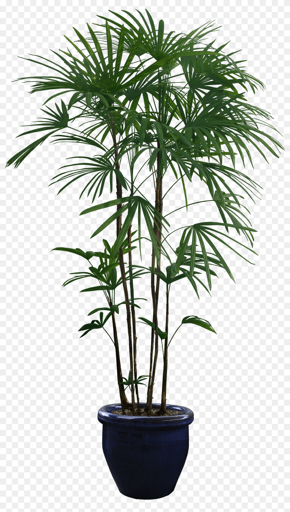 Beautiful Plants Trees Background Plant, Leaf, Palm Tree, Tree Free Transparent Png