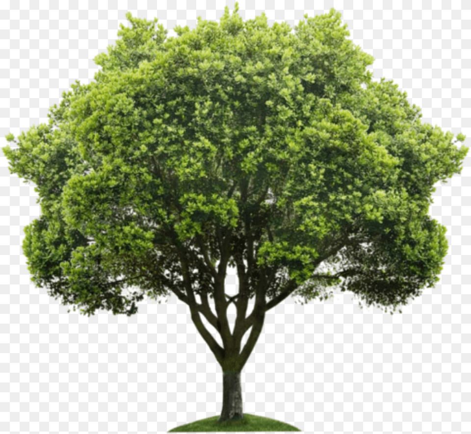 Beautiful Tree Icon And Background Background Tree, Oak, Plant, Sycamore, Maple Free Transparent Png