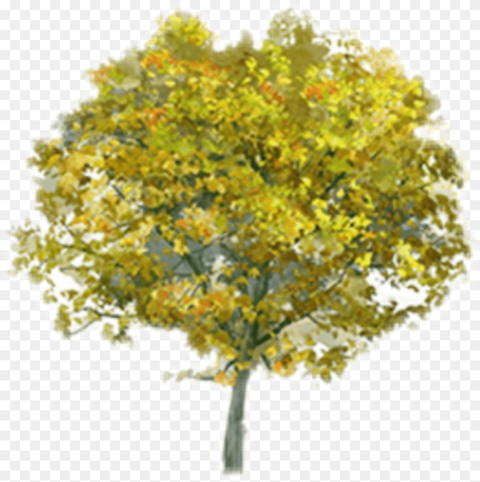 Beautiful Tree Icon And Background Transparent Birch, Maple, Oak, Plant, Sycamore Free Png Download