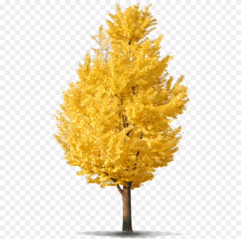 Beautiful Tree Icon And Background Transparent Image For Ginkgo, Maple, Plant, Leaf, Tree Trunk Free Png Download