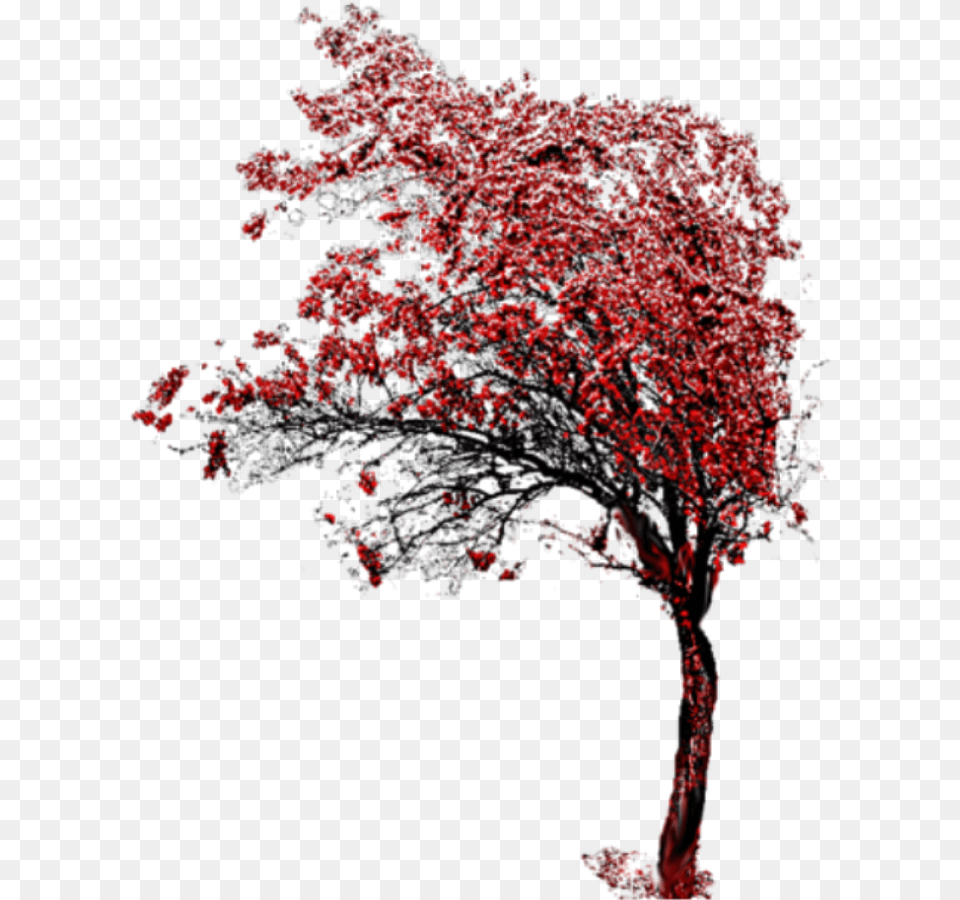 Beautiful Tree Icon And Background Transparent Photography, Maple, Plant, Flower, Art Free Png