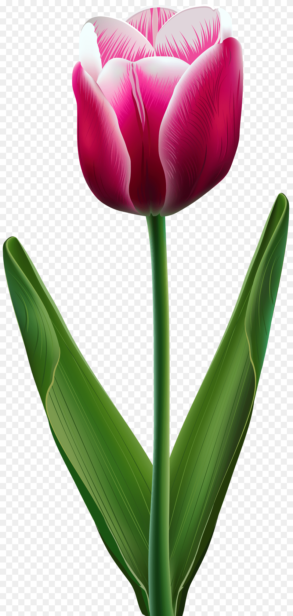 Beautiful Tulip Transparent Clip Art Gallery Free Png