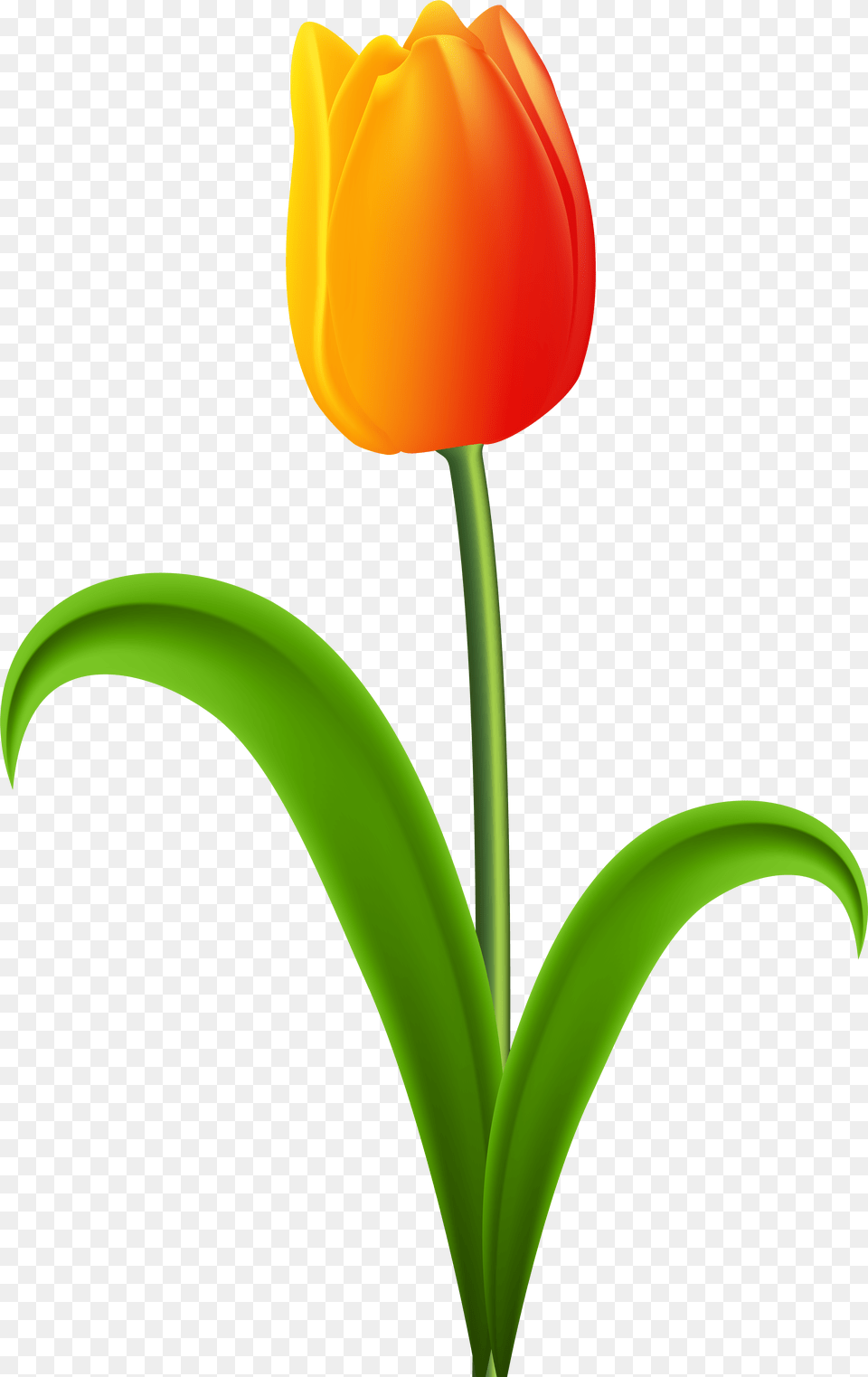 Beautiful Tulip Clip Art Gallery Yopriceville Tulips Clipart, Flower, Plant Free Transparent Png
