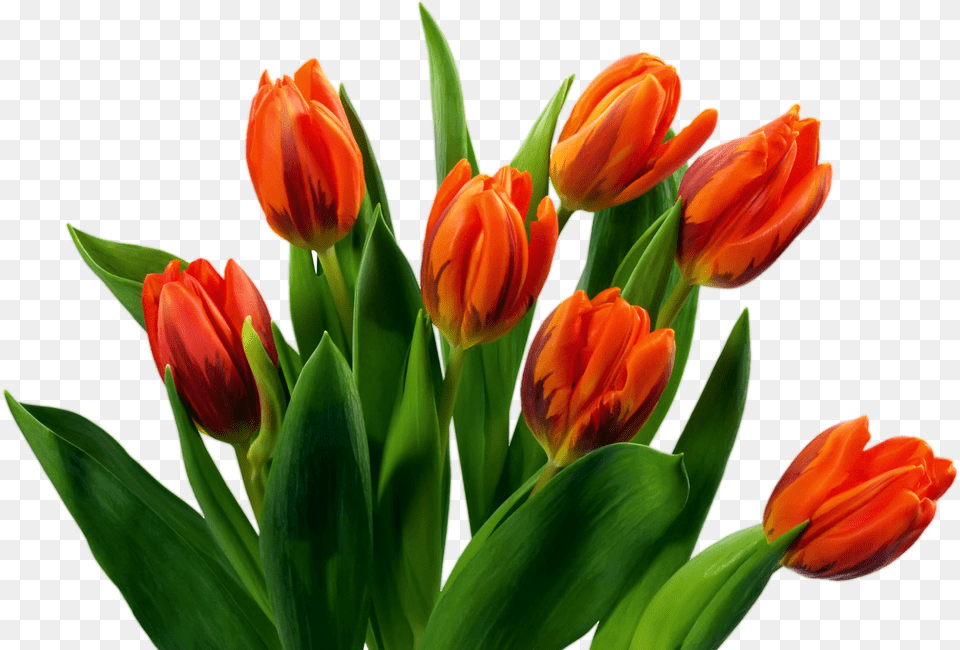 Beautiful Tulips Images Divaldo Franco Em Novo Hamburgo, Flower, Plant, Tulip Png