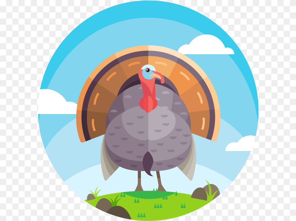 Beautiful Turkey Vector, Animal, Bird, Fowl, Poultry Free Png