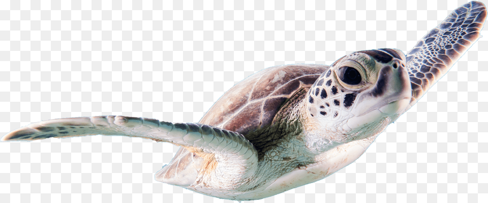 Beautiful Turtle Sea Animals Transparent Real Sea Animals Png Image