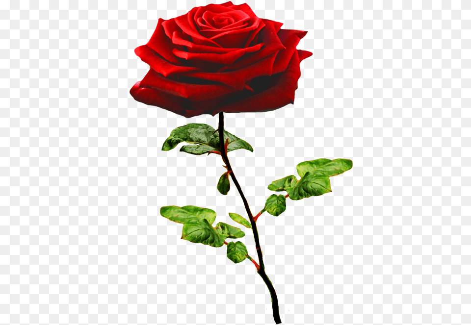 Beautiful Valentine Rose Transparent Background Cartoon Rose, Flower, Plant Free Png Download