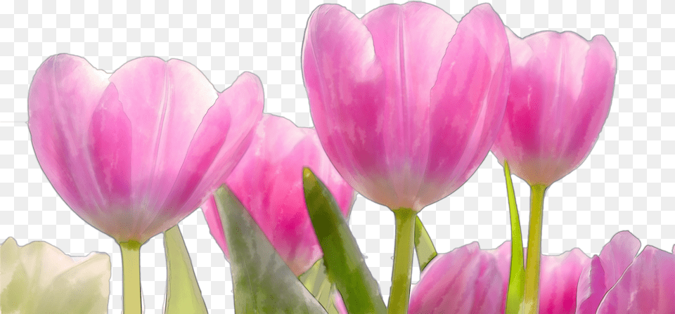 Beautiful Watercolor Pink Flowers Beautiful Natural Flowers Free Png