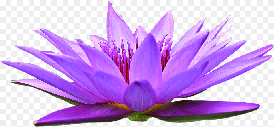 Beautiful Whatsapp Profile Photos Flowers, Flower, Lily, Plant, Pond Lily Png Image