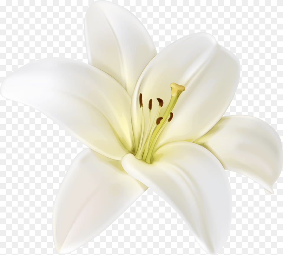 Beautiful White Flower Clipart Lily, Anther, Plant, Petal, Appliance Png Image