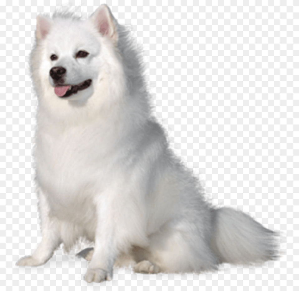 Beautiful White Fluffy Puppy Dog Cute Animal American Eskimo Dog White Background, Canine, Eskimo Dog, Mammal, Pet Free Png