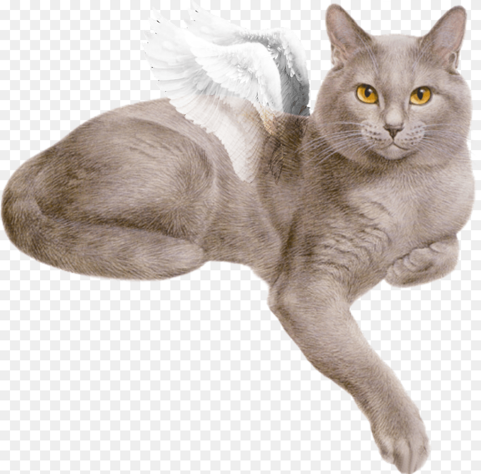 Beautiful White Fluffy Wings Flying Cat Gray Cat Gif, Abyssinian, Animal, Mammal, Pet Png Image