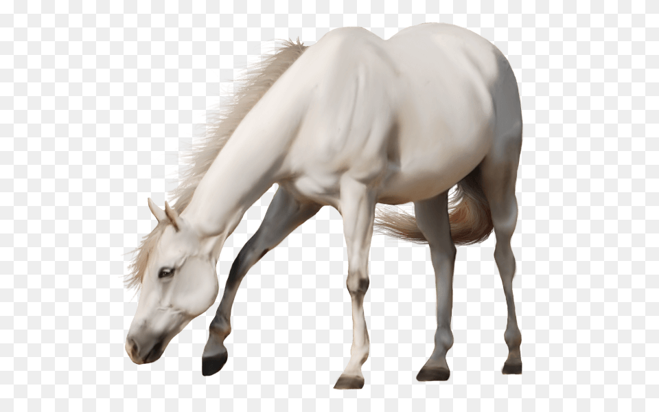 Beautiful White Horse, Animal, Mammal, Stallion, Colt Horse Free Transparent Png