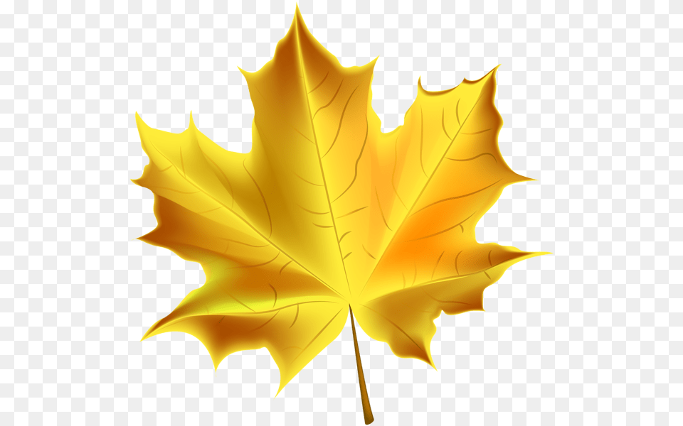 Beautiful Yellow Autumn Leaf Transparent Clip Art Autumn Tree Leaf Clipart, Plant, Maple Leaf, Person Png Image