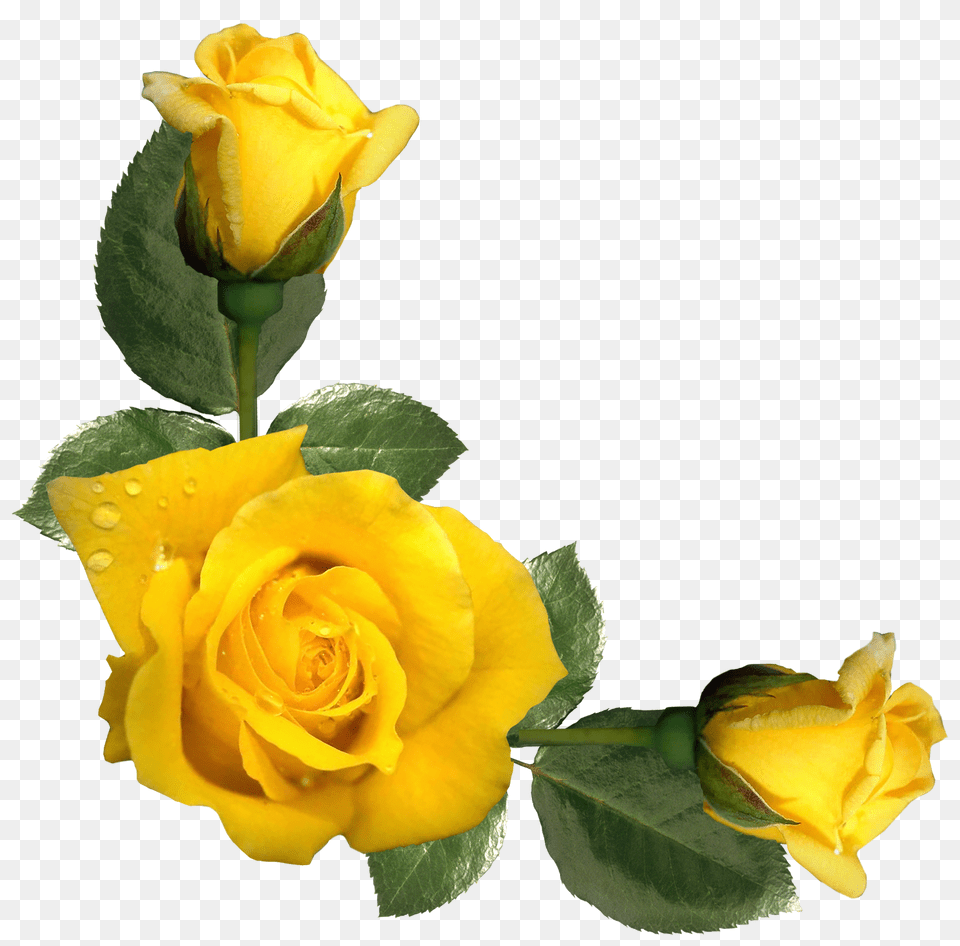 Beautiful Yellow Roses Decor, Flower, Plant, Rose Free Transparent Png