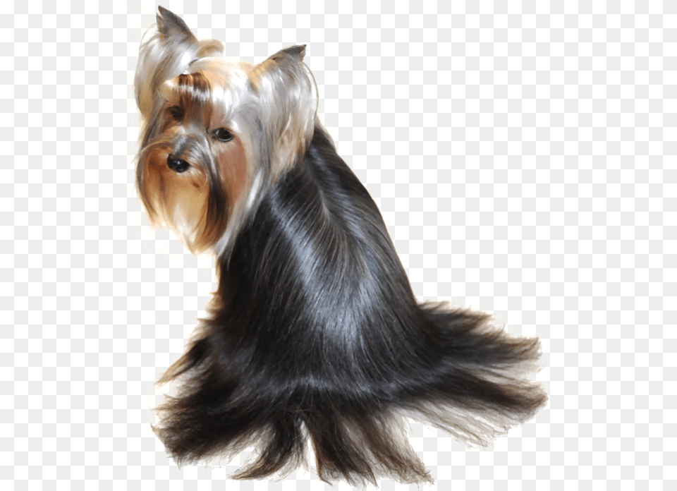 Beautiful Yorkie Hairstyles Australian Silky Terrier, Animal, Canine, Dog, Mammal Png