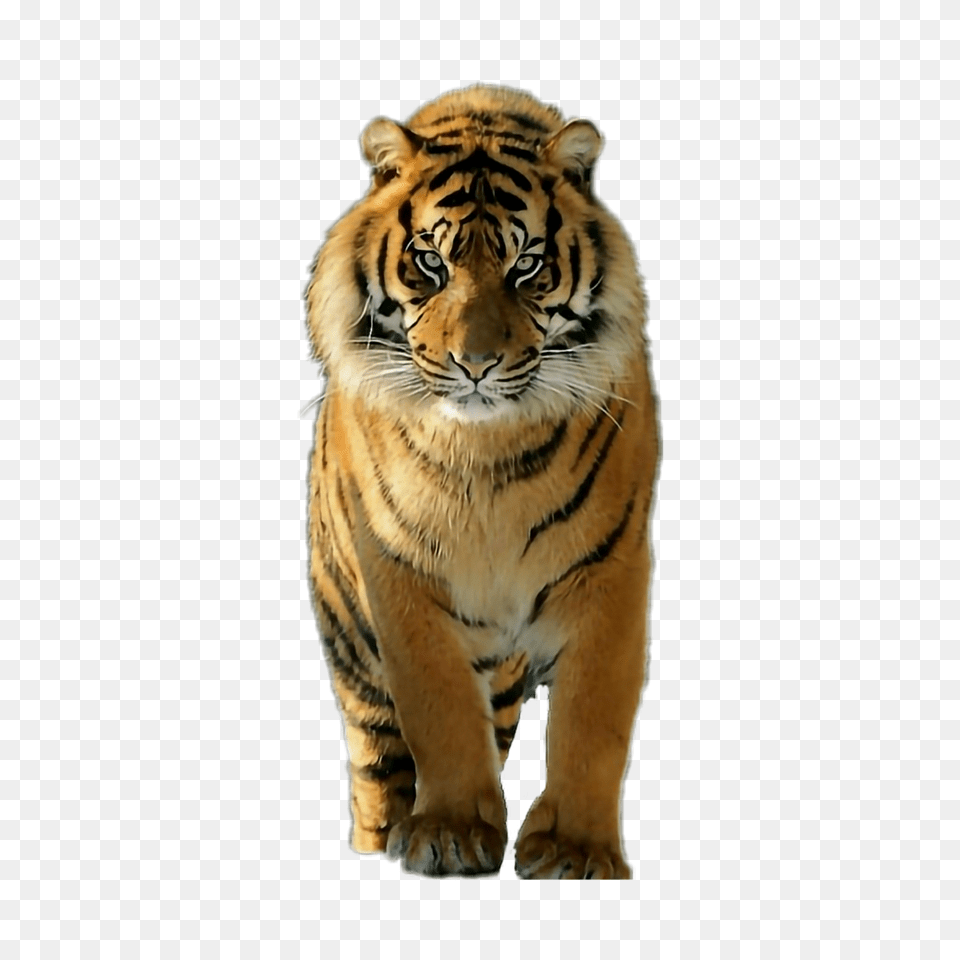 Beauty And A Beast Tiger Animal Beauty Beast Feline, Mammal, Wildlife Png Image