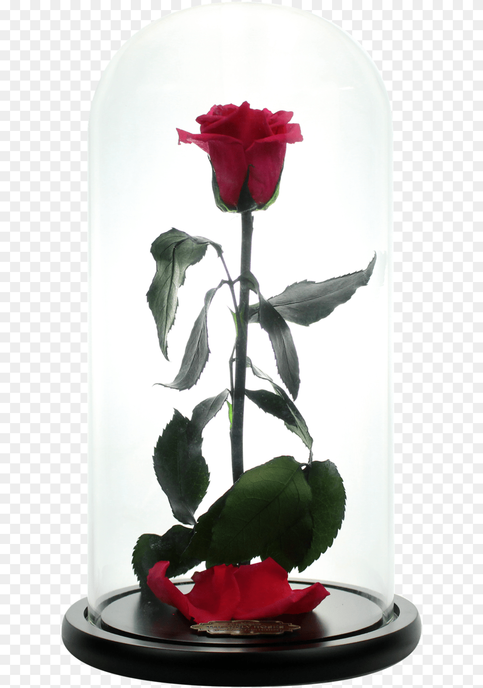 Beauty And Beast Flower Case, Flower Arrangement, Plant, Rose, Ikebana Free Transparent Png