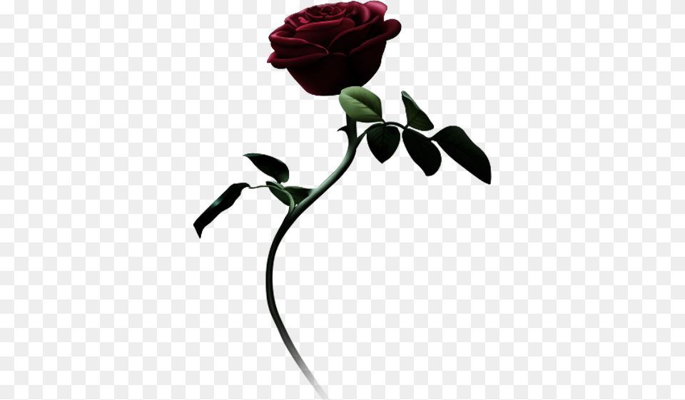 Beauty And The Beast, Flower, Plant, Rose Png