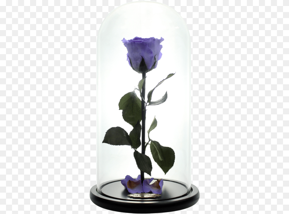 Beauty And The Beast Rose, Flower, Flower Arrangement, Plant, Ikebana Free Png