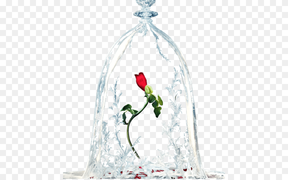 Beauty And The Beast Rose, Flower, Ice, Plant, Petal Free Png Download