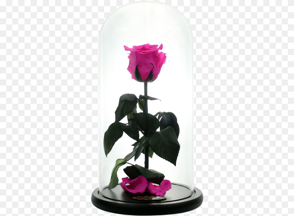 Beauty And The Beast Rose, Flower, Flower Arrangement, Plant, Jar Free Transparent Png