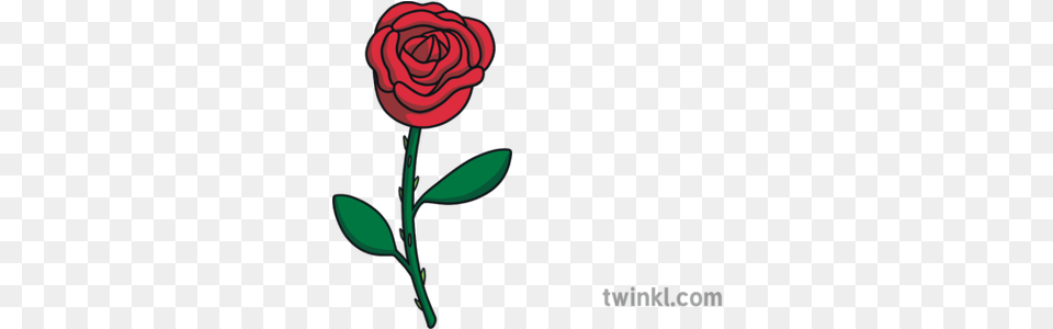 Beauty And The Beast Rose Ks1 Flower Flora Nature Gardening Garden Roses, Plant Png Image