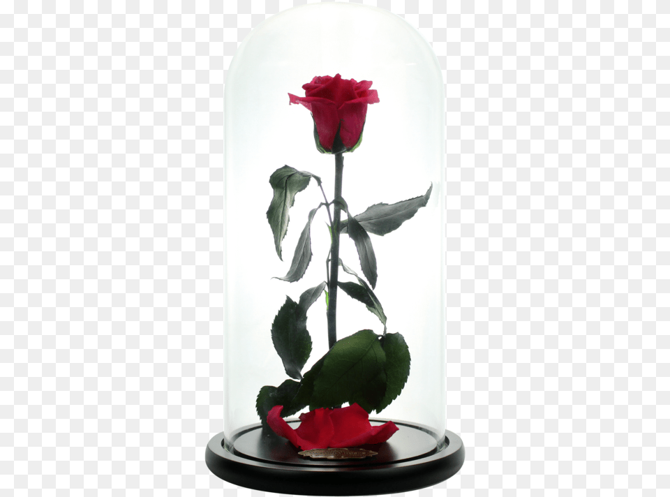 Beauty And The Beast Rose Red Roses Beauty And The Beast, Flower, Flower Arrangement, Plant Png Image