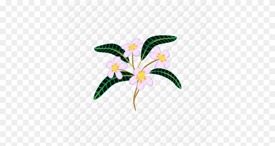 Beauty Blossom Cartoon Flower Nature Plumeria Tropical Icon, Pattern, Plant, Art, Floral Design Free Png Download