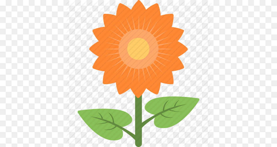 Beauty Blossom Flower Petals Sunflower Icon, Plant, Daisy Png Image