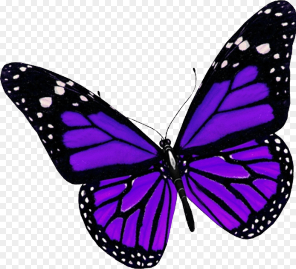 Beauty Butterfly Nature Purple Insect Creative Purple Butterfly, Animal, Invertebrate, Monarch Free Png