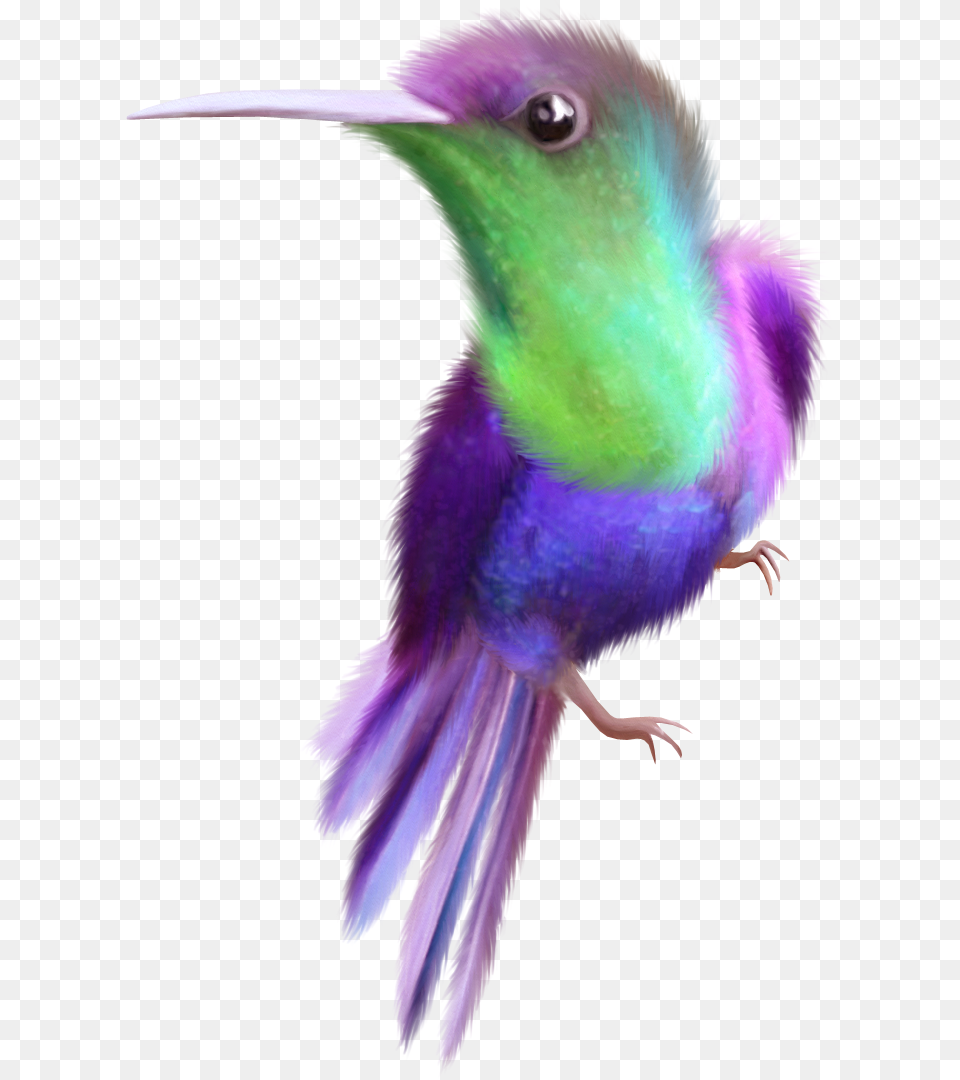 Beauty Hummingbird Clip Art Oh My Fiesta For Ladies, Animal, Bird Free Png