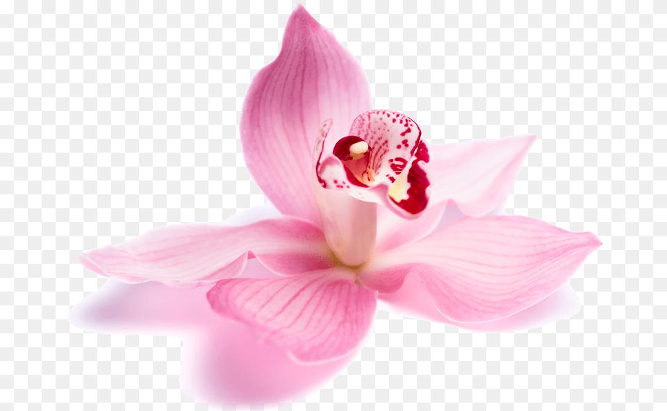Beauty Parlour Flowers Beauty Parlour Flowers, Flower, Orchid, Plant, Petal Free Png Download