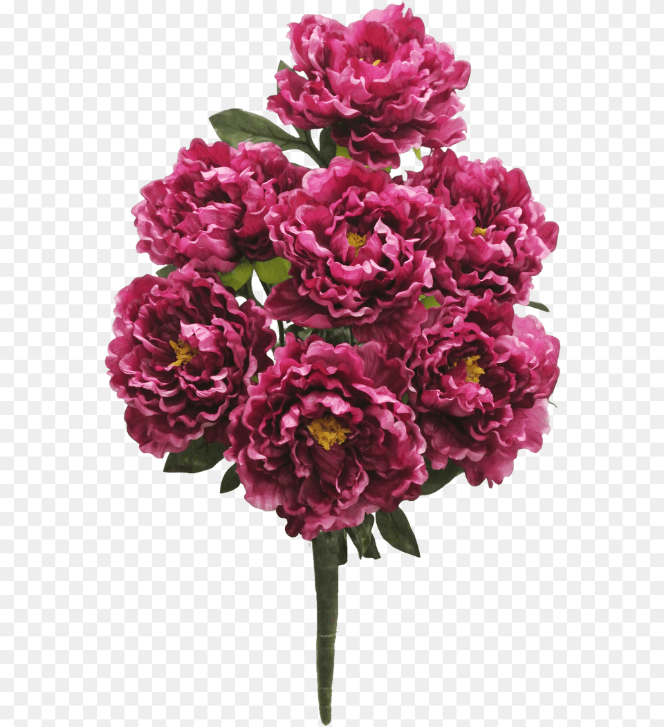 Beauty Peony Bush X7 Sale Item Love Flower, Plant, Flower Arrangement, Flower Bouquet, Carnation Free Png Download