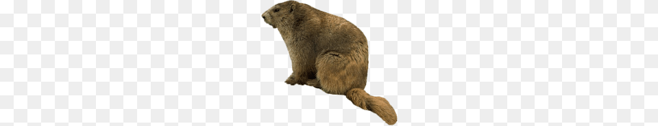 Beaver, Animal, Mammal, Rodent, Rat Free Transparent Png